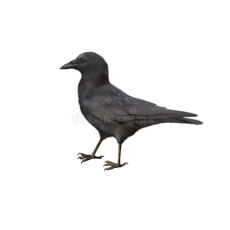 Vista lateral de Carrion Crow, corone del Corvus