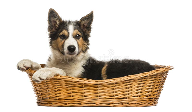 Vista lateral de un border collie que miente en una cesta de mimbre, aislada imagen de archivo libre de regalías Vista lateral de un border collie que miente en una cesta de mimbre, aislada imagen de archivo libre de regalías