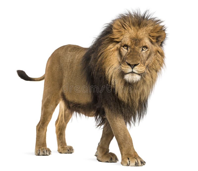 Vista lateral de un león que camina, mirando la cámara, Panthera Leo