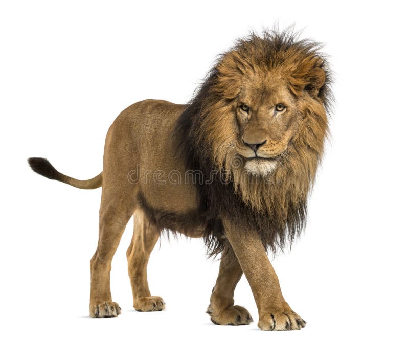 Vista lateral de un león que camina, Panthera Leo, 10 años foto de archivo libre de regalías