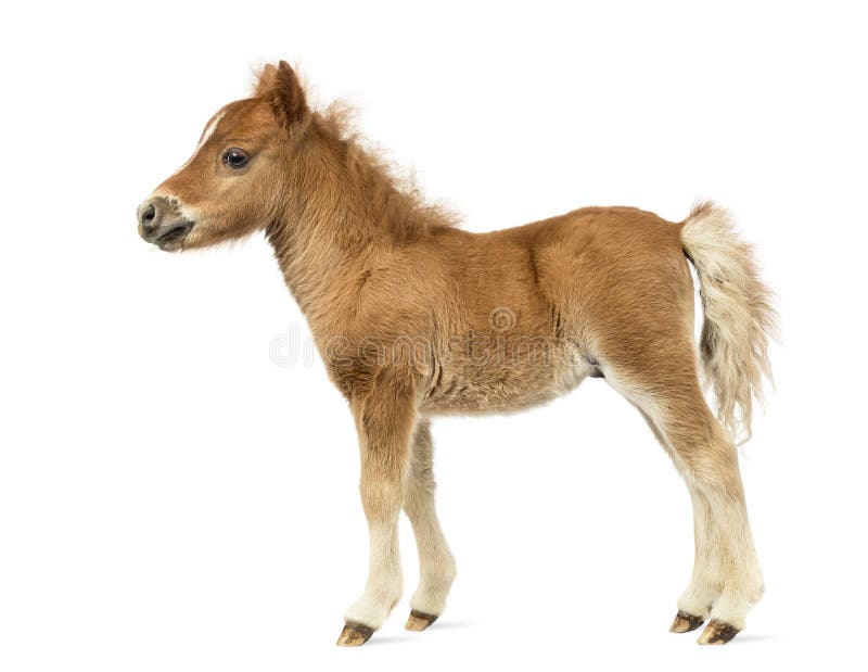 Vista lateral de un poney joven, potro contra el fondo blanco imágenes de archivo libres de regalías