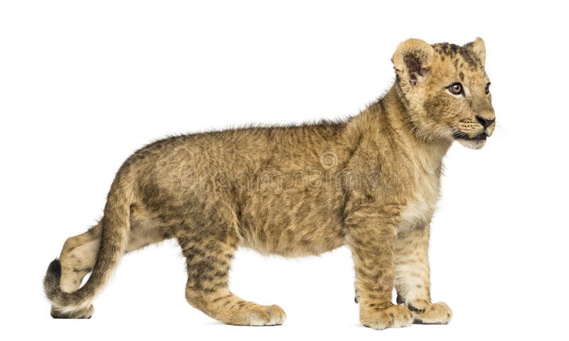 Side view of a Lion cub standing, looking away, 10 weeks old, isolated on white. Side view of a Lion cub standing, looking away, 10 weeks old, isolated on white