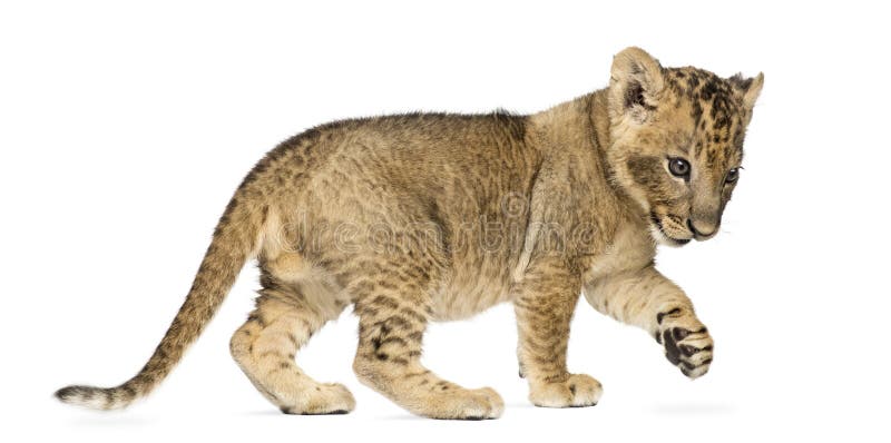 Side view of a Lion cub standing, pawing up, 7 weeks old, isolated on white. Side view of a Lion cub standing, pawing up, 7 weeks old, isolated on white