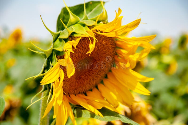 Vista lateral del girasol floreciente hermoso con los pétalos amarillos desaliñados y las hojas afiladas verdes frescas Cabeza ar imagen de archivo libre de regalías Vista lateral del girasol floreciente hermoso con los pétalos amarillos desaliñados y las hojas afiladas verdes frescas Cabeza ar imagen de archivo libre de regalías