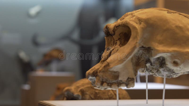Vista laterale dei crani umani antichi