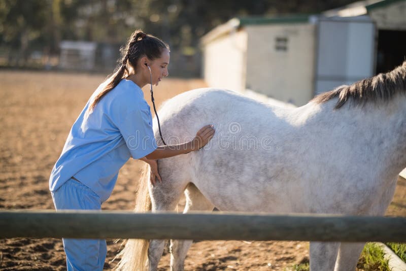 Vista laterale del cavallo d'esame del veterinario femminile con lo stetoscopio fotografie stock libere da diritti Vista laterale del cavallo d'esame del veterinario femminile con lo stetoscopio fotografie stock libere da diritti