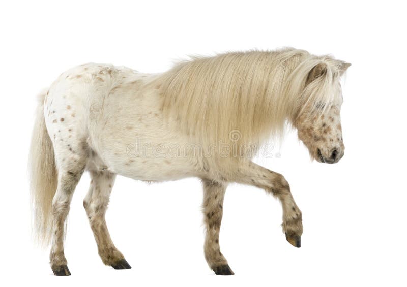Vista laterale delle Shetland che allungano la sua gamba davanti a fondo bianco immagine stock libera da diritti Vista laterale delle Shetland che allungano la sua gamba davanti a fondo bianco immagine stock libera da diritti