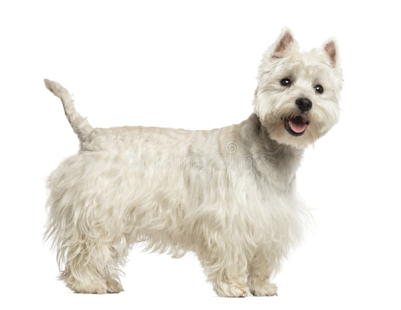 Vista laterale di un ansimare bianco di West Highland Terrier