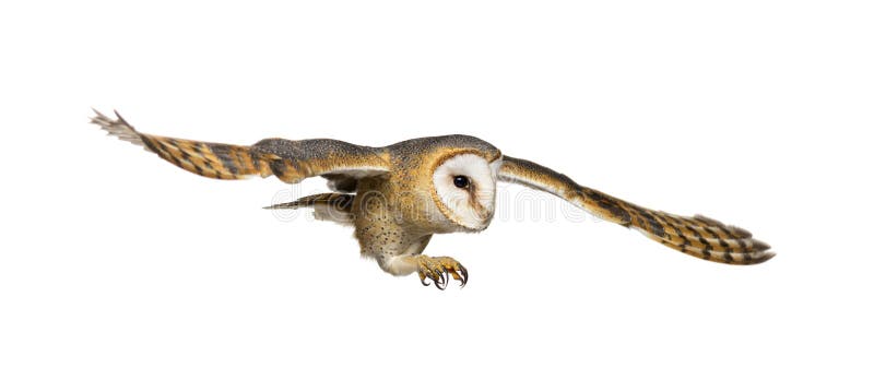 Vista laterale di un uccello notturno di fienile di ali di preda volanti avvolta da una tiografia bianca isolata su un’estremità immagini stock libere da diritti