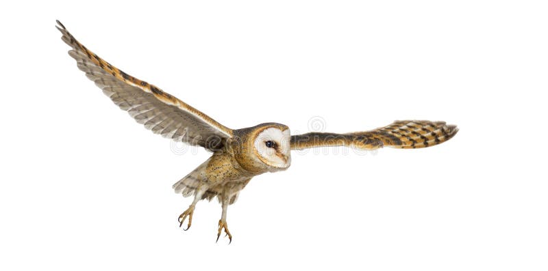 Vista laterale di un uccello notturno di fienile di ali di preda volanti avvolta da una tiografia bianca isolata su un’estremità immagine stock libera da diritti