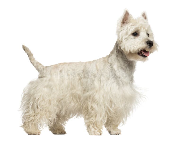Vista laterale di West Highland Terrier bianco che ansima, 18 mesi