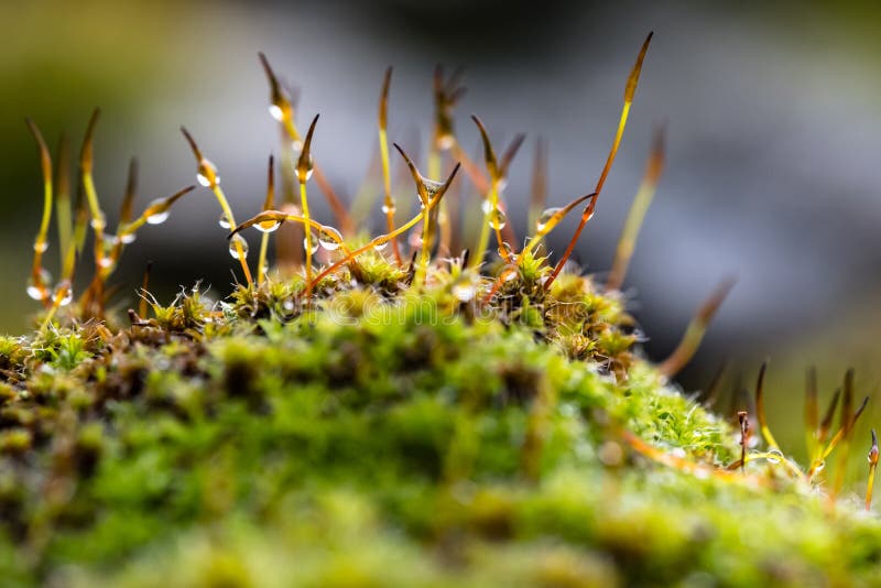 Download Vista Macro Com Profundidade De Campo Rasa Do Musgo Delicado Que Cresce Na Primavera Adiantada Foto de Stock - Imagem de musgo, closeup: 107527464