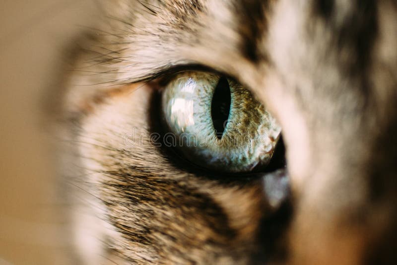 Vista macro do olho dos catÂ Vista ascendente próxima do olho de gato verde e azul