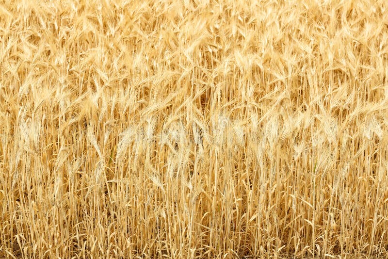 Vista matinal precoce da cevada madura, em fileira, pronta para colheita, nos campos férteis de Idaho imagens de stock Vista matinal precoce da cevada madura, em fileira, pronta para colheita, nos campos férteis de Idaho imagens de stock