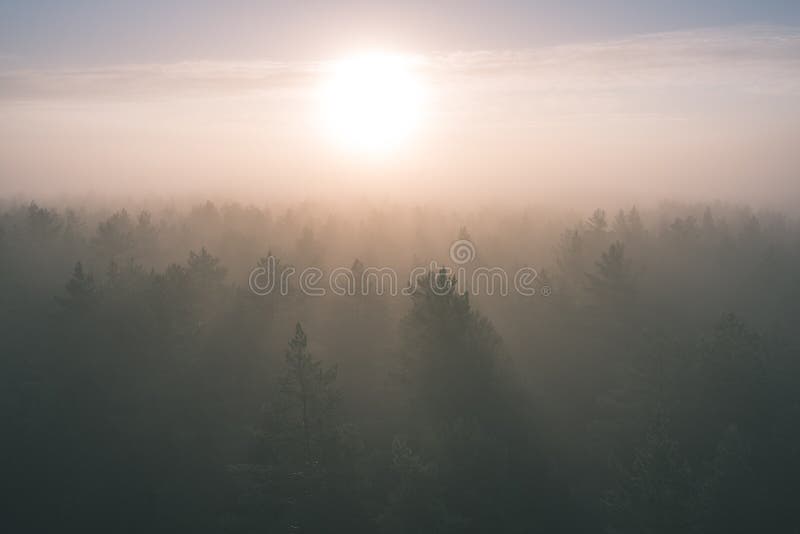 vista panoramica della foresta nebbiosa ad alba maestosa sopra gli alberi - fotografia stock libera da diritti vista panoramica della foresta nebbiosa ad alba maestosa sopra gli alberi - fotografia stock libera da diritti