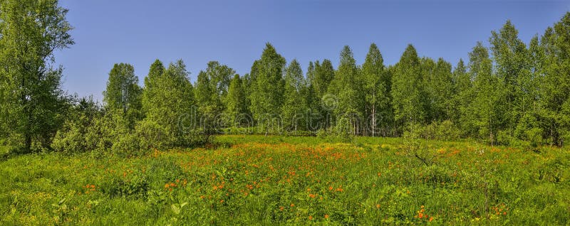Vista panoramica di estate di paesaggio con la radura sbocciante della foresta immagini stock libere da diritti Vista panoramica di estate di paesaggio con la radura sbocciante della foresta immagini stock libere da diritti