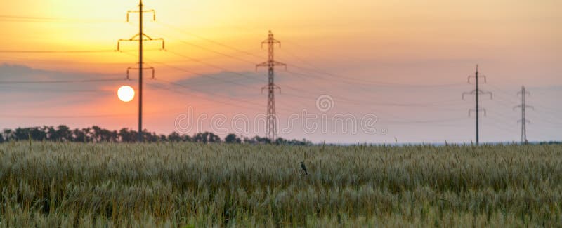 Vista panorámica del campo de trigo y línea eléctrica de alto voltaje contra la perspectiva de la puesta del sol anaranjada imágenes de archivo libres de regalías Vista panorámica del campo de trigo y línea eléctrica de alto voltaje contra la perspectiva de la puesta del sol anaranjada imágenes de archivo libres de regalías