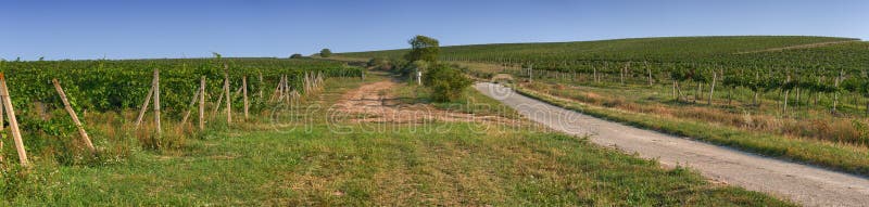 Vista panorâmica da plantação do vinhedo fotografia de stock royalty free Vista panorâmica da plantação do vinhedo fotografia de stock royalty free