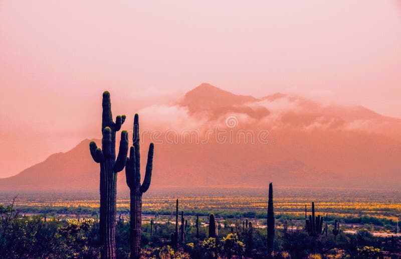 Vista panorâmica do dia chuvoso no deserto, primavera, Tucson o Arizona fotos de stock Vista panorâmica do dia chuvoso no deserto, primavera, Tucson o Arizona fotos de stock