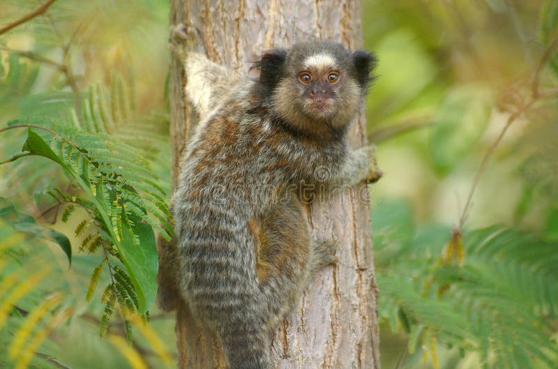 Macaco do sagui de Mico foto de stock. Imagem de pequeno - 27630008