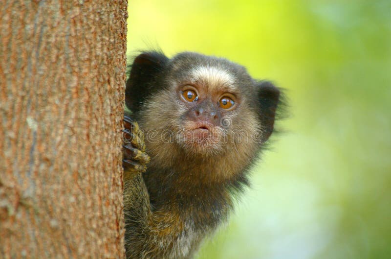 Macaco De Sagui Ou De Sagui Imagem de Stock - Imagem de brasil,  naturalizado: 146655377