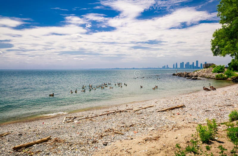 Vista piacevole della spiaggia all'aperto del parco vicino al lago Ontario con molti uccelli che si siedono in acqua immagine stock Vista piacevole della spiaggia all'aperto del parco vicino al lago Ontario con molti uccelli che si siedono in acqua immagine stock