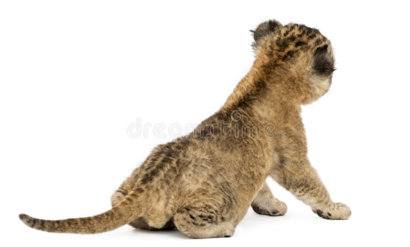 Rear view of a Lion cub sitting, 16 days old, isolated on white. Rear view of a Lion cub sitting, 16 days old, isolated on white