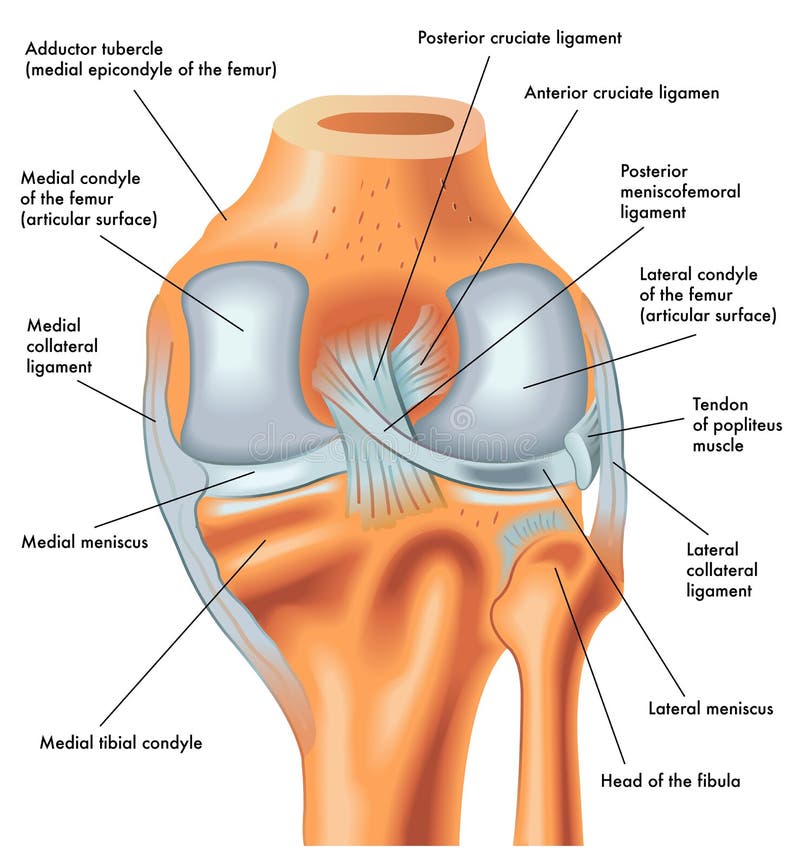 Vista posteriore del ginocchio destro nell'estensione
