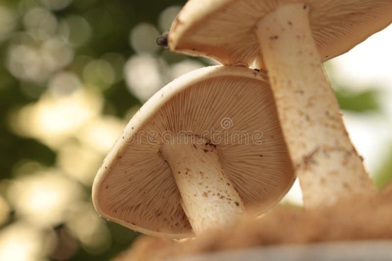 The standard for the name `mushroom` is the cultivated white button mushroom, Agaricus bisporus; hence the word `mushroom` is most often applied to those fungi Basidiomycota, Agaricomycetes that have a stem stipe, a cap pileus, and gills lamellae, sing. lamella on the underside of the cap. `Mushroom` also describes a variety of other gilled fungi, with or without stems, therefore the term is used to describe the fleshy fruiting bodies of some Ascomycota. These gills produce microscopic spores that help the fungus spread across the ground or its occupant surface.

Forms deviating from the standard morphology usually have more specific names, such as `bolete`, `puffball`, `stinkhorn`, and `morel`, and gilled mushrooms themselves are often called `agarics` in reference to their similarity to Agaricus or their order Agaricales. By extension, the term `mushroom` can also refer to either the entire fungus when in culture, the thallus called a mycelium of species forming the fruiting bodies called mushrooms, or the species itself. The standard for the name `mushroom` is the cultivated white button mushroom, Agaricus bisporus; hence the word `mushroom` is most often applied to those fungi Basidiomycota, Agaricomycetes that have a stem stipe, a cap pileus, and gills lamellae, sing. lamella on the underside of the cap. `Mushroom` also describes a variety of other gilled fungi, with or without stems, therefore the term is used to describe the fleshy fruiting bodies of some Ascomycota. These gills produce microscopic spores that help the fungus spread across the ground or its occupant surface.

Forms deviating from the standard morphology usually have more specific names, such as `bolete`, `puffball`, `stinkhorn`, and `morel`, and gilled mushrooms themselves are often called `agarics` in reference to their similarity to Agaricus or their order Agaricales. By extension, the term `mushroom` can also refer to either the entire fungus when in culture, the thallus called a mycelium of species forming the fruiting bodies called mushrooms, or the species itself.