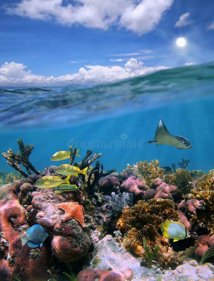 Mayan Riviera split view with sky and colorful underwater coral reef paradise. Mayan Riviera split view with sky and colorful underwater coral reef paradise