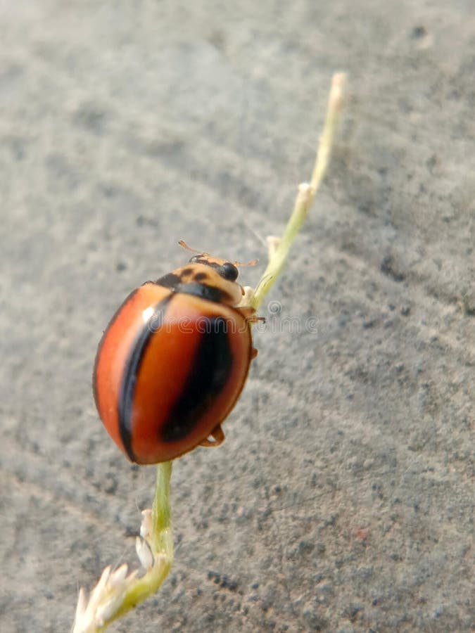 Vista ravvicinata di una coccinellina o nota scientificamente come coccinellidae fotografia stock libera da diritti