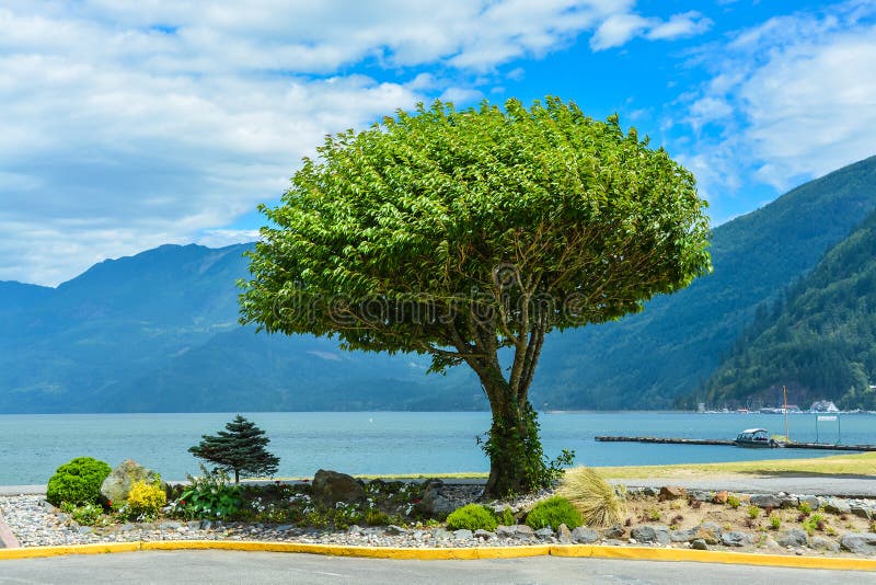 Scenic view on Harrison lake with lonely tree on the shore. Peace of mind view on Harrison lake, British Columbia, Canada. Scenic view on Harrison lake with lonely tree on the shore. Peace of mind view on Harrison lake, British Columbia, Canada