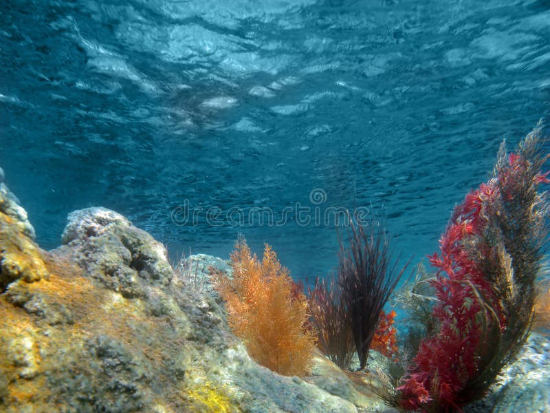 Vista subacquea dell'oceano con le piante ed il corallo