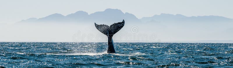 Vista sul mare con la coda della balena immagine stock libera da diritti Vista sul mare con la coda della balena immagine stock libera da diritti