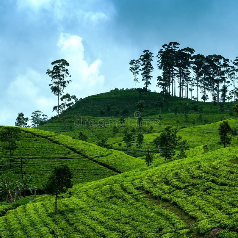 Vista sulla piantagione di tè verde in Haputale Modo al sedile di Lipton immagine stock Vista sulla piantagione di tè verde in Haputale Modo al sedile di Lipton immagine stock