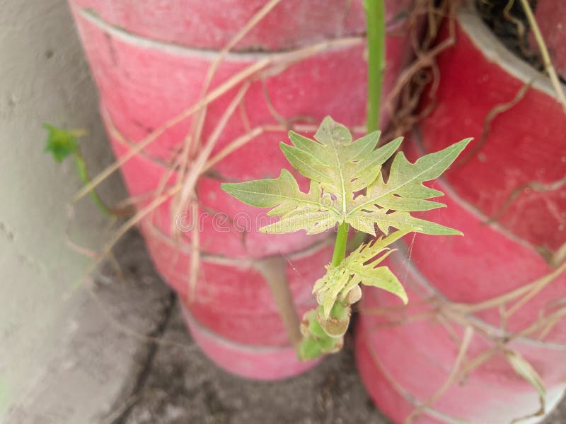 Vista superior de la pequeña planta de papaya cultivada en maceta de flores en la guardería, fotografía natural, fondo de patrón fotos de archivo Vista superior de la pequeña planta de papaya cultivada en maceta de flores en la guardería, fotografía natural, fondo de patrón fotos de archivo