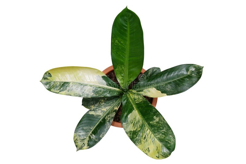 Vista superior de la planta en conserva tropical híbrida del bastón mudo del Dieffenbachia abigarrado amarillo y verde de las hoj imágenes de archivo libres de regalías Vista superior de la planta en conserva tropical híbrida del bastón mudo del Dieffenbachia abigarrado amarillo y verde de las hoj imágenes de archivo libres de regalías
