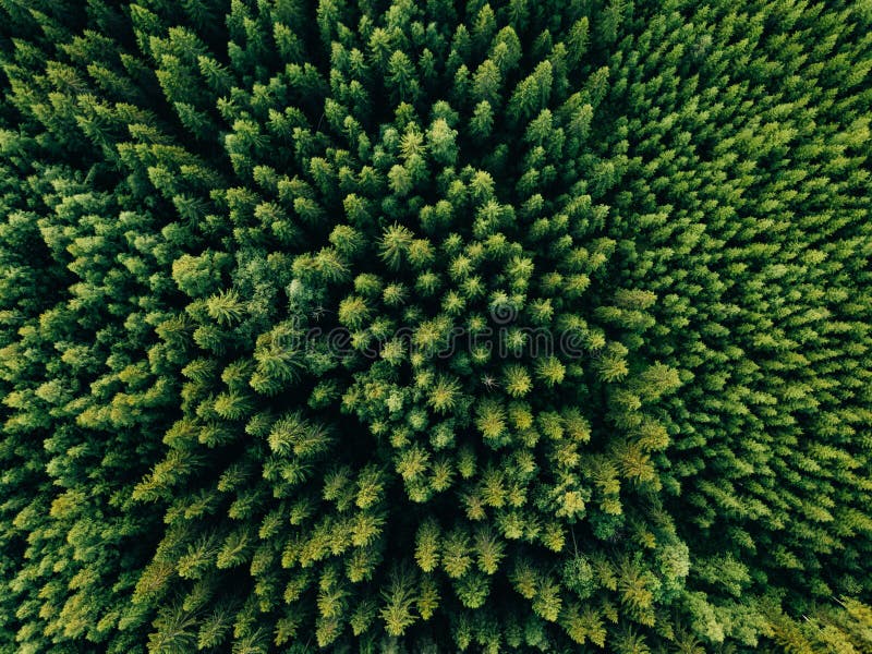 Vista superiore aerea degli alberi di verde di estate in foresta in Finlandia rurale