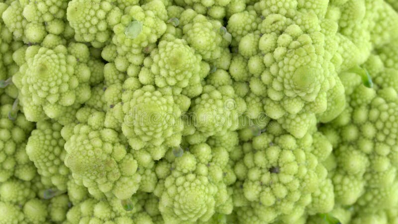 Vista superiore da sopra di mini germoglio di fiore dei broccoli di romanesco Lentamente girando sulla piattaforma girevole Primo