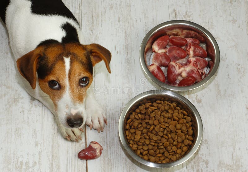 Vista superiore del cane e di due ciotole con alimento natuaral ed asciutto fotografie stock libere da diritti Vista superiore del cane e di due ciotole con alimento natuaral ed asciutto fotografie stock libere da diritti