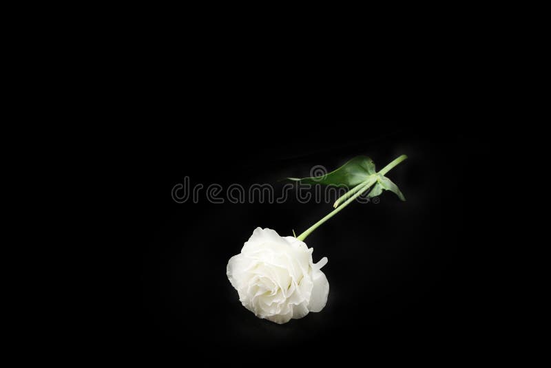Vista superiore del fiore bianco del garofano su fondo nero