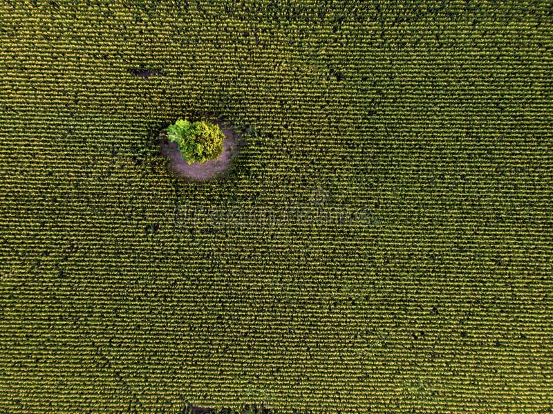 Vista superiore del fuco aereo del campo di grano verde coltivato