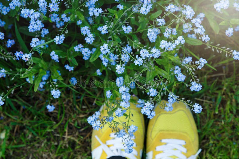 Vista superiore delle scarpe da tennis gialle sul prato inglese verde pieno di piccoli fiori blu Ciao estate! Natura fotografia stock Vista superiore delle scarpe da tennis gialle sul prato inglese verde pieno di piccoli fiori blu Ciao estate! Natura fotografia stock