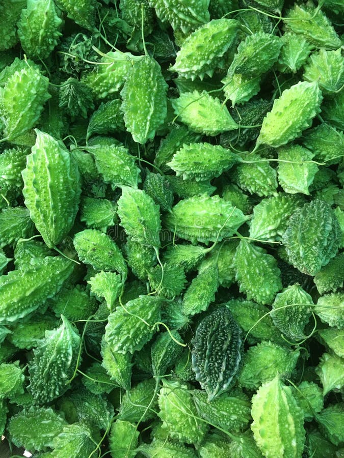 Vista superiore delle zucche amare verdi fresche fotografie stock libere da diritti Vista superiore delle zucche amare verdi fresche fotografie stock libere da diritti