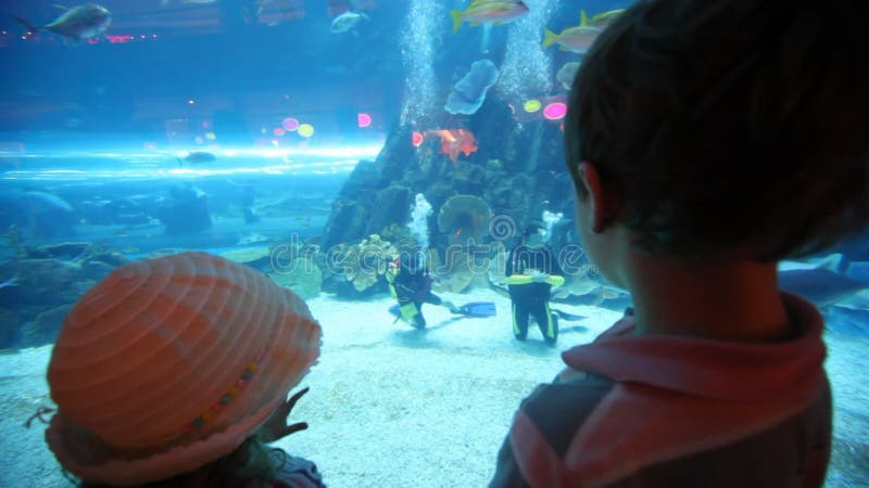 Vista trasera de dos niños en el acuario metrajes