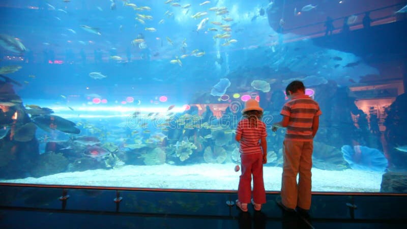 Vista trasera de dos niños en el acuario almacen de video