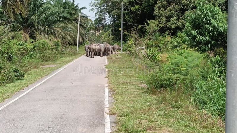 Vista trasera de un grupo de búfalos caminando por una carretera en el área rural almacen de metraje de vídeo