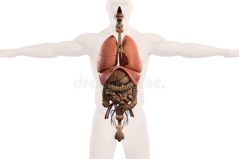 Vista umana dei raggi x di anatomia degli intestini, su briciolo normale royalty illustrazione gratis Vista umana dei raggi x di anatomia degli intestini, su briciolo normale royalty illustrazione gratis