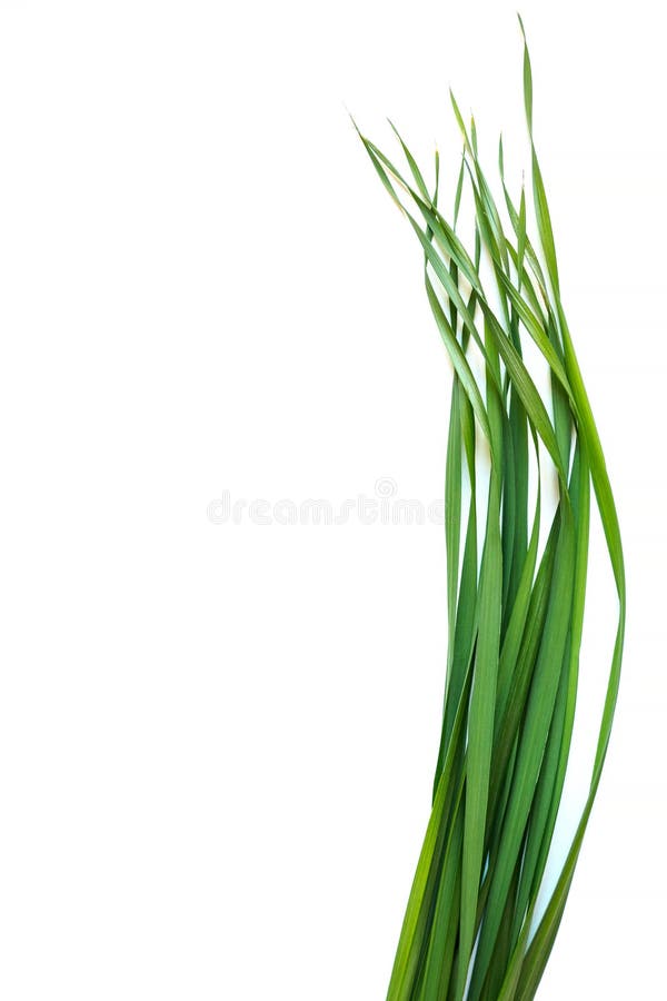 Vista verticale superiore dell’avena sullo sfondo bianco Foglie verdi giovani di Avena sativa Copia spazio per il testo fotografie stock libere da diritti Vista verticale superiore dell’avena sullo sfondo bianco Foglie verdi giovani di Avena sativa Copia spazio per il testo fotografie stock libere da diritti