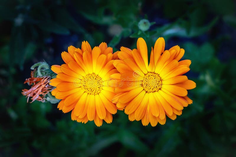 Vista vicina dei fiori di calendula officinalis fotografie stock libere da diritti Vista vicina dei fiori di calendula officinalis fotografie stock libere da diritti